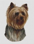(image for) Yorkshire Terrier Smirk